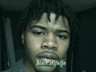 Black_Alfalfa