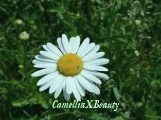 Camellia_XBeauty