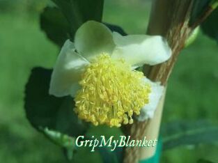 GripMyBlanket