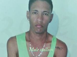 Male_stallion